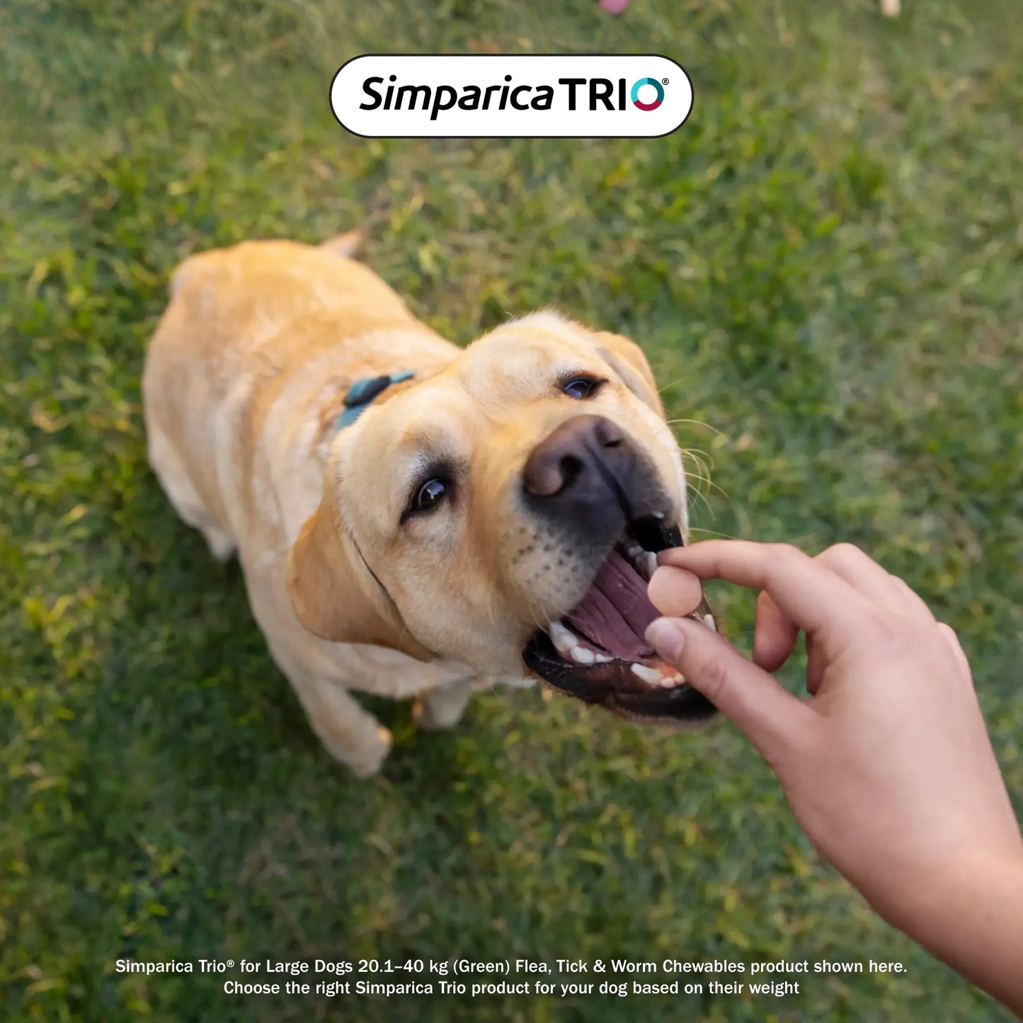 Simparica Trio Extra Small Breed 2.6-5.0kg Flea, Tick & Worm Dog Chews