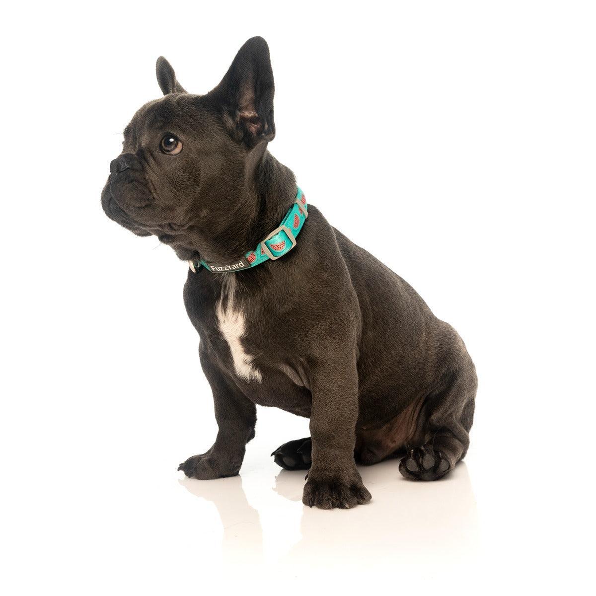 FuzzYard Summer Punch Dog Collar