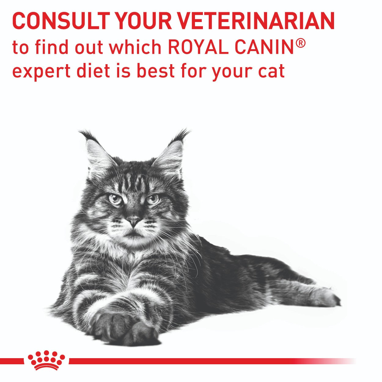Royal Canin Mature Consult Wet Cat Food 85g