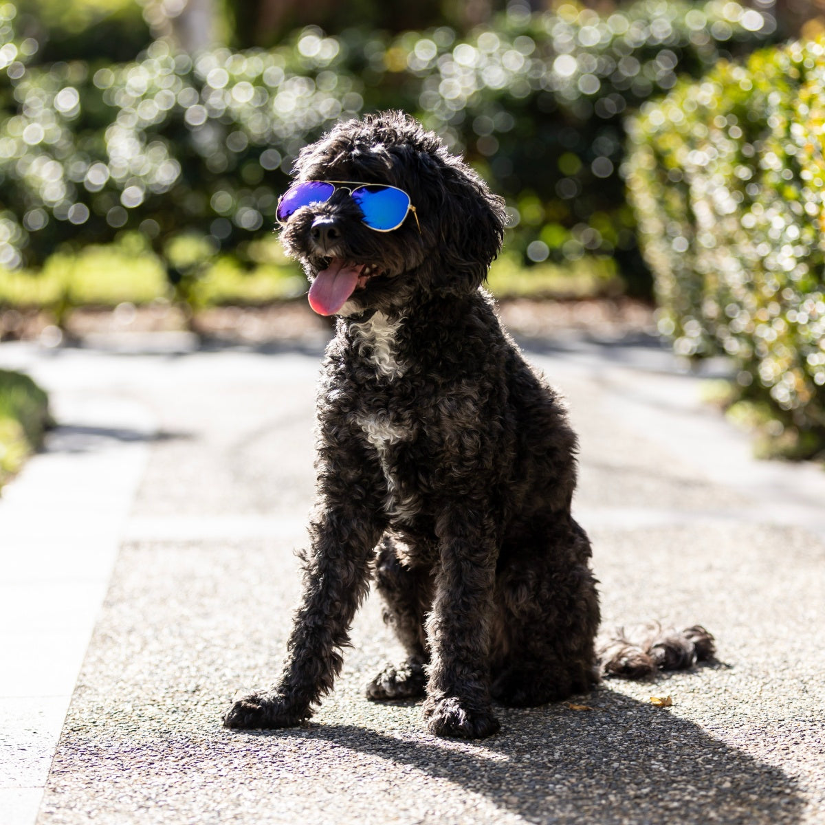Lexi & Me Aviator Dog Sunglasses Black/Gold