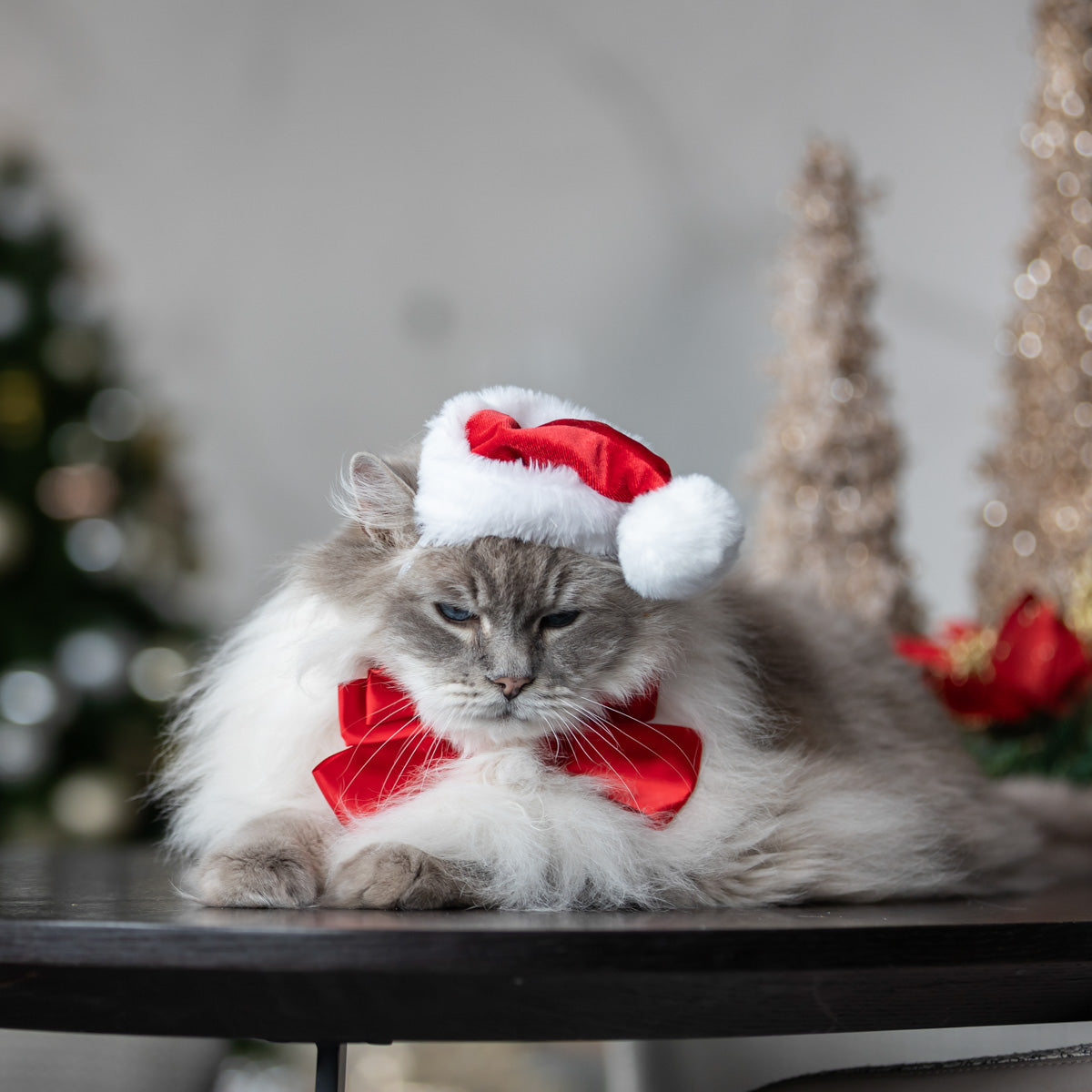 Petstock Christmas Santa Dog Hat