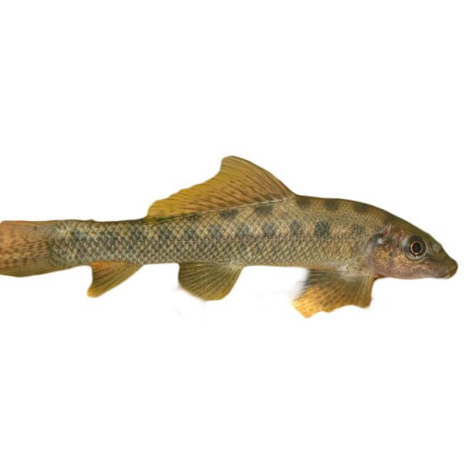 Assorted Sucking Catfish 5cm