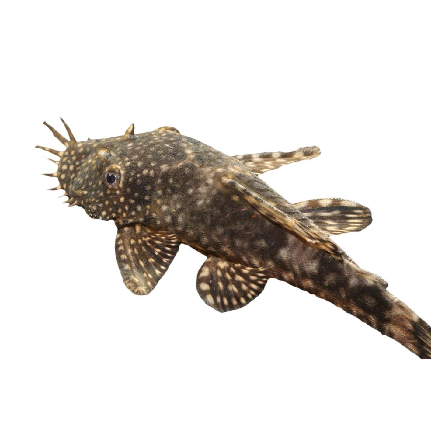 Assorted Bristlenose Fish 3cm