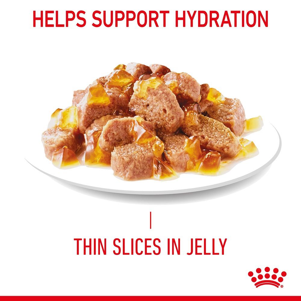 Royal Canin Appetite Control Jelly Adult Wet Cat Food Pouches