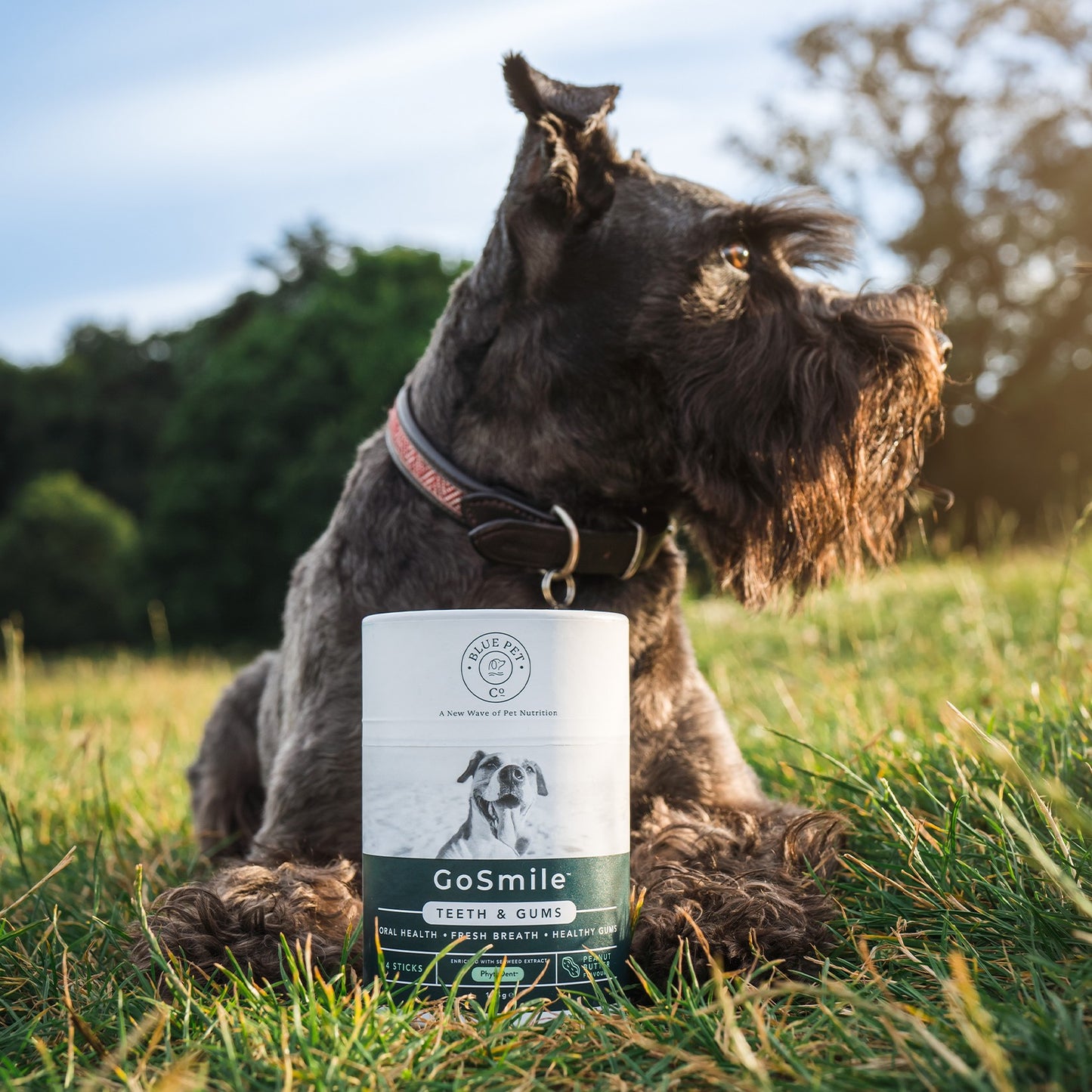 Blue Pet Co GoSmile Teeth & Gum Peanut Butter Supplement for Dogs