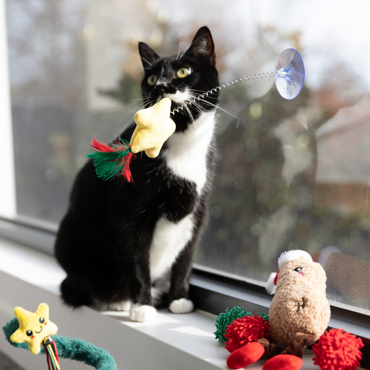 Petstock Christmas Spring Star Suction Teaser Cat Toy
