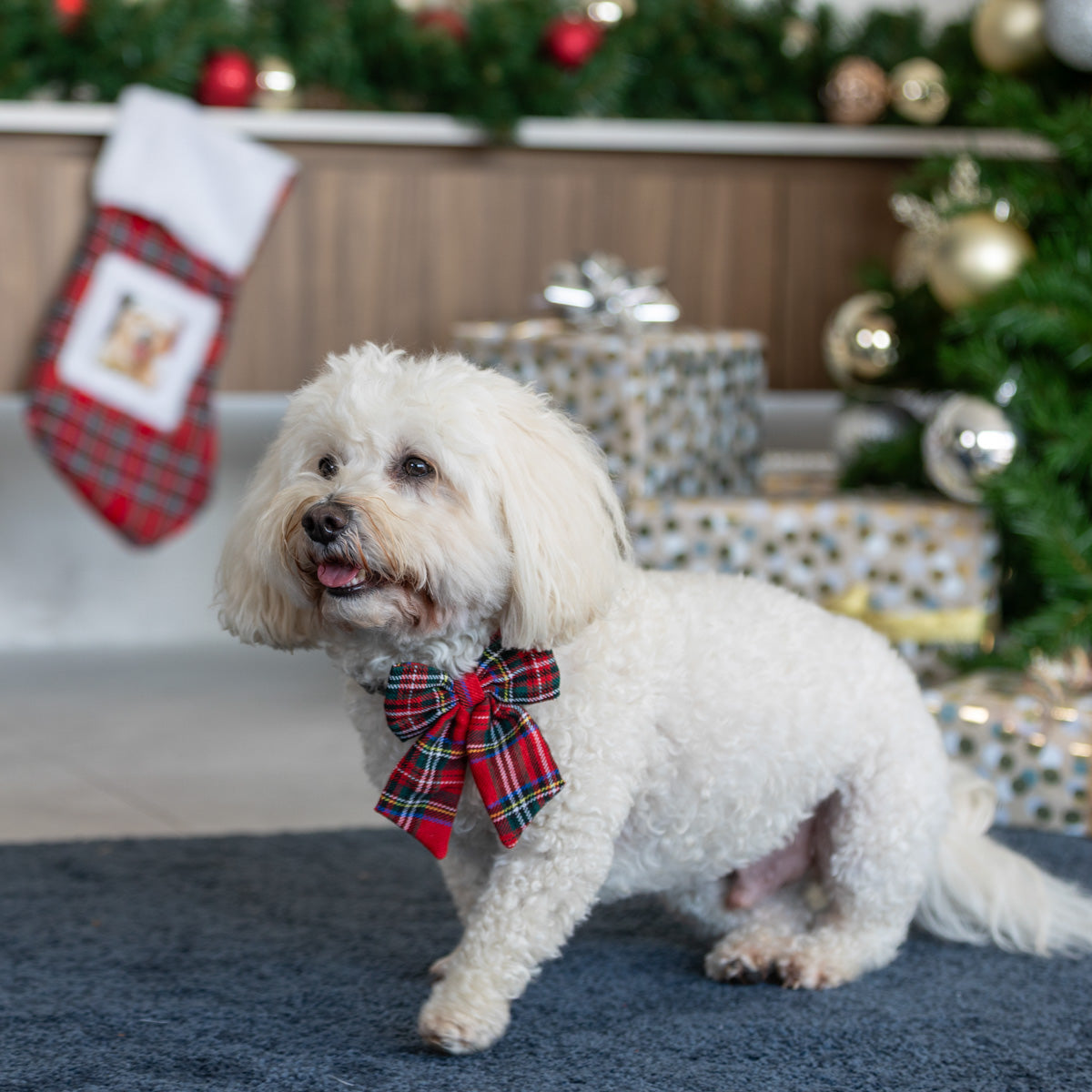 Petstock Foundation Christmas Sailor Bow Dog & Cat Collar Accessory