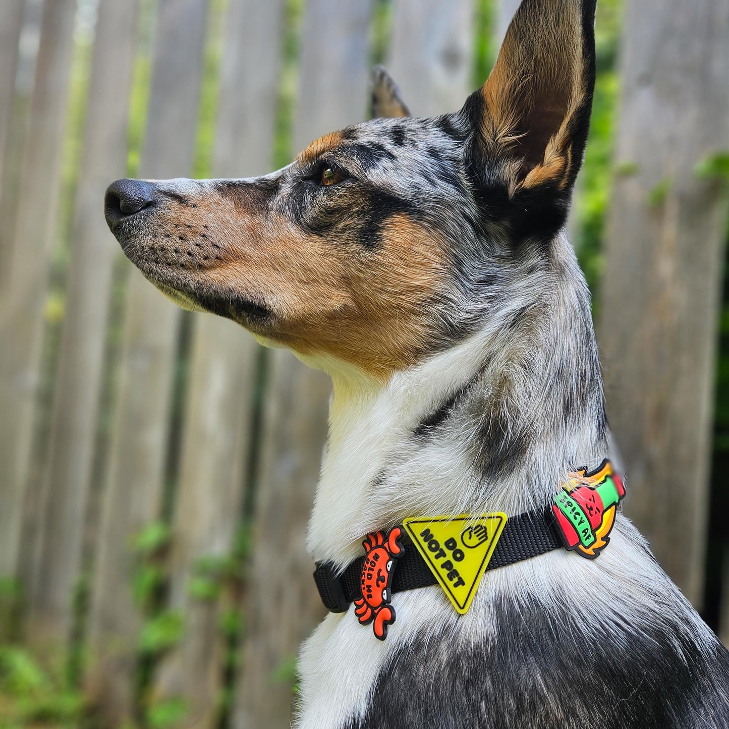 Jiby Spicy AF Dog Charm