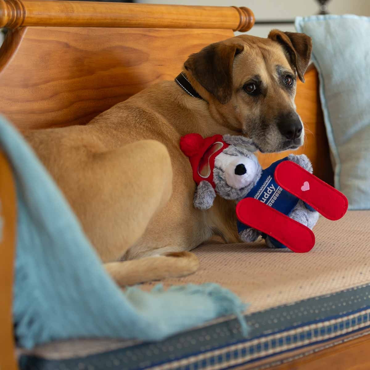 Petstock Foundation Winter Buddy Plush Dog Toy