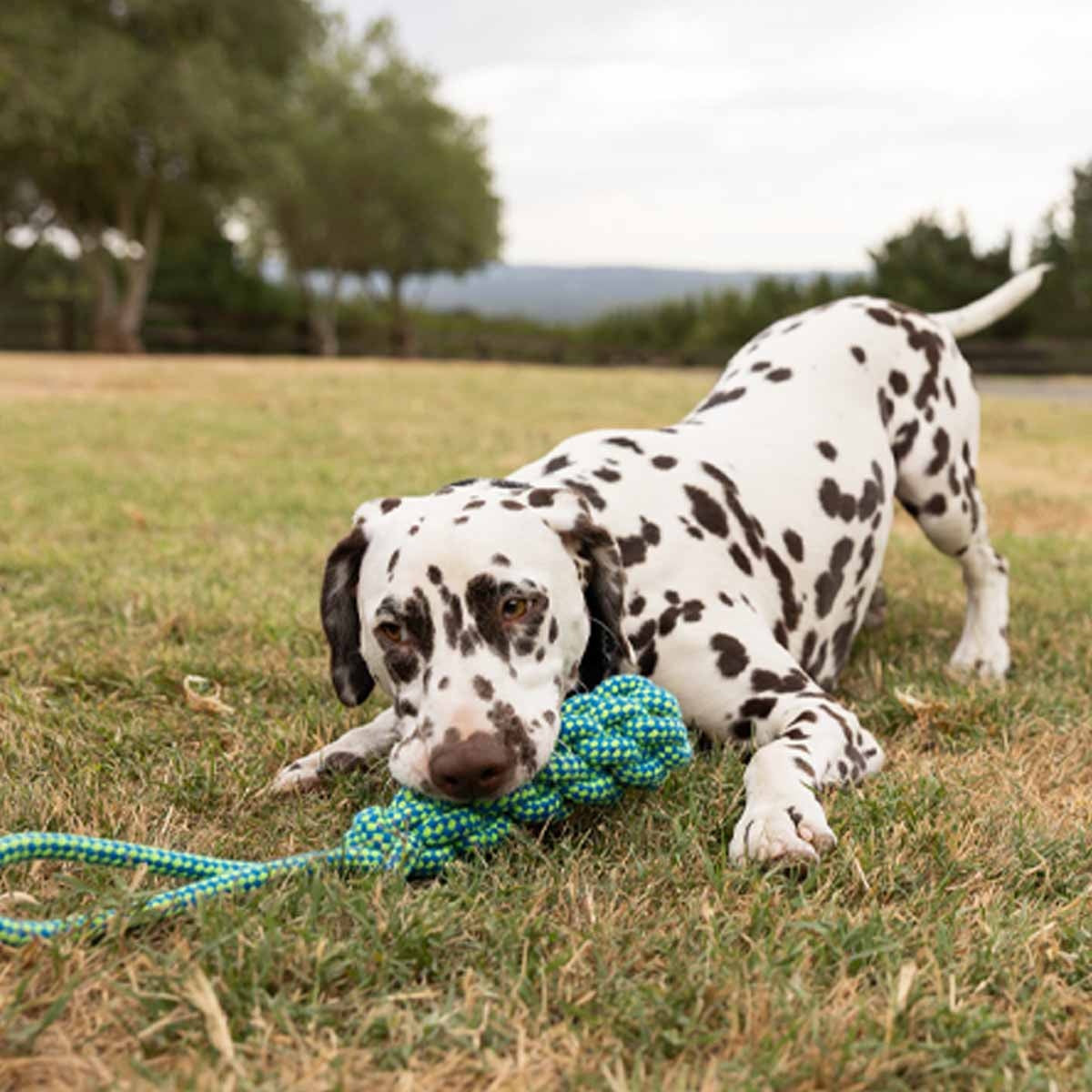 Lexi & Me Bumper with Handle Rope Tug Dog Toy