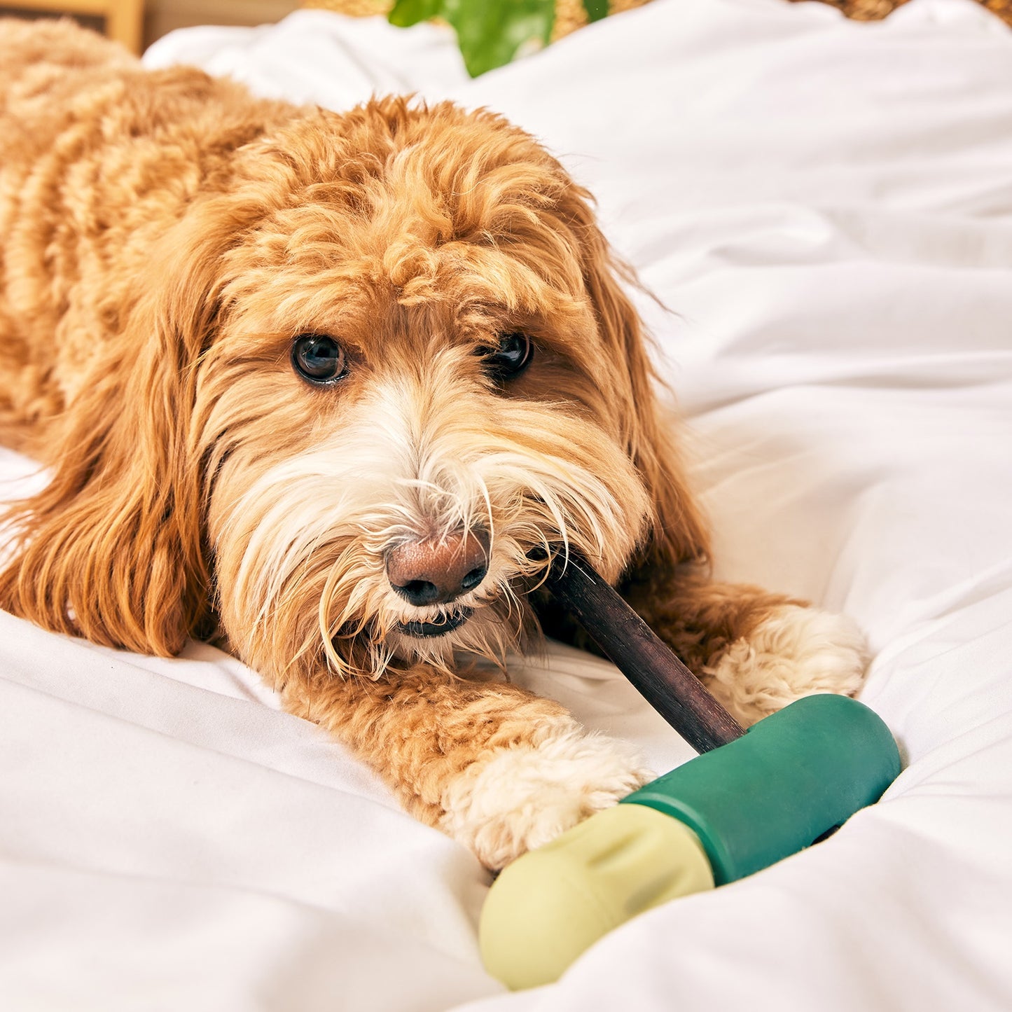 Woof BullySafe Dog Chew Treat Holder