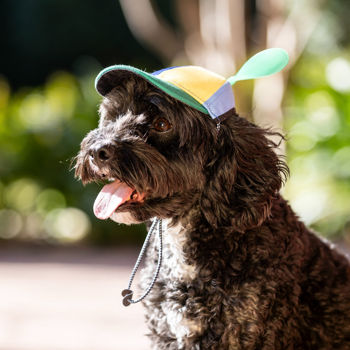 Lexi & Me Propeller Hat for Dogs
