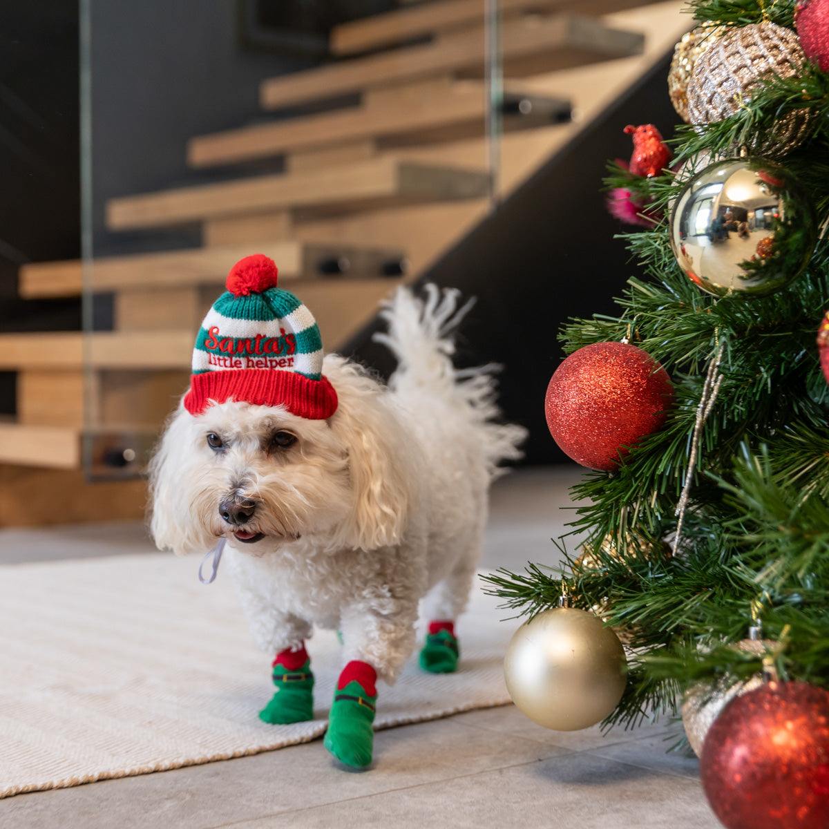 Petstock Christmas Elf Dog Socks