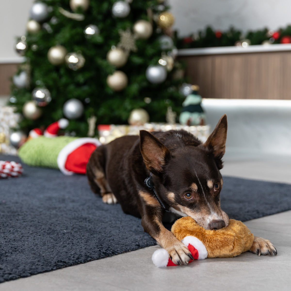 Petstock Christmas Croissant Plush Dog Toy