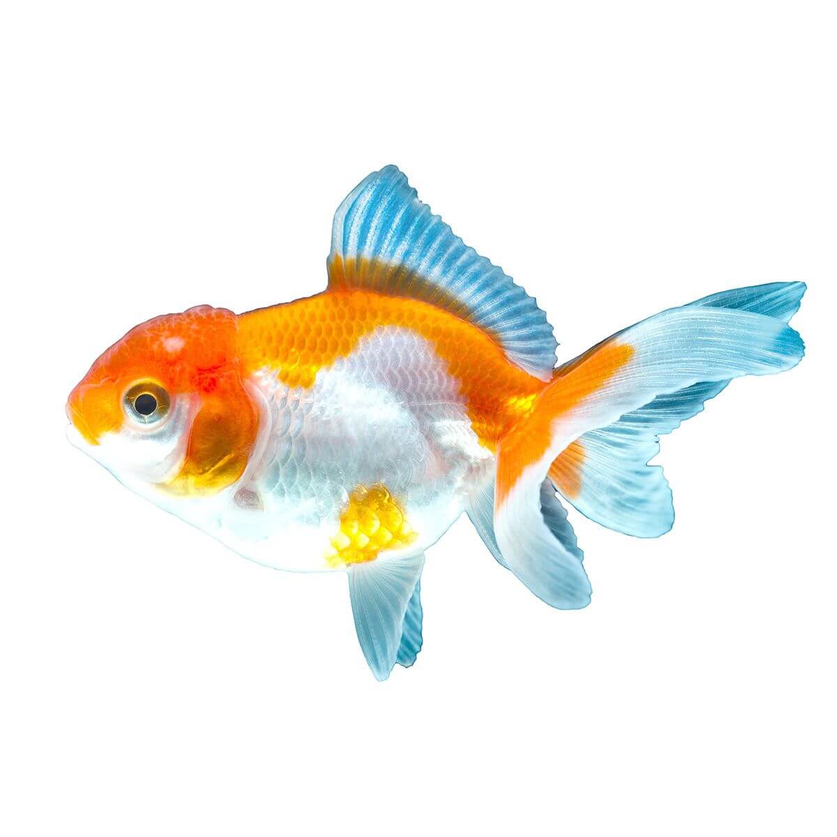 Assorted Oranda Fish