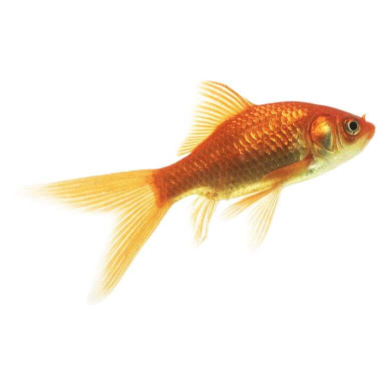 Uncoloured Goldfish 5cm