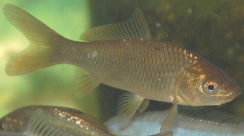 Uncoloured Goldfish 5cm