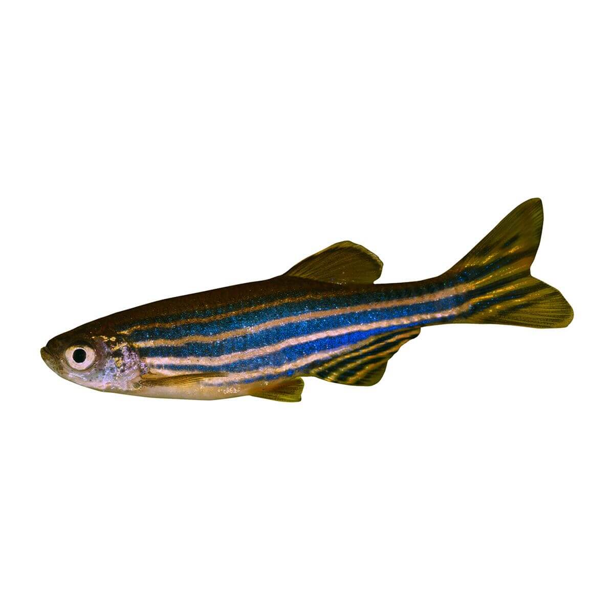 Assorted Danio Fish 3.5cm