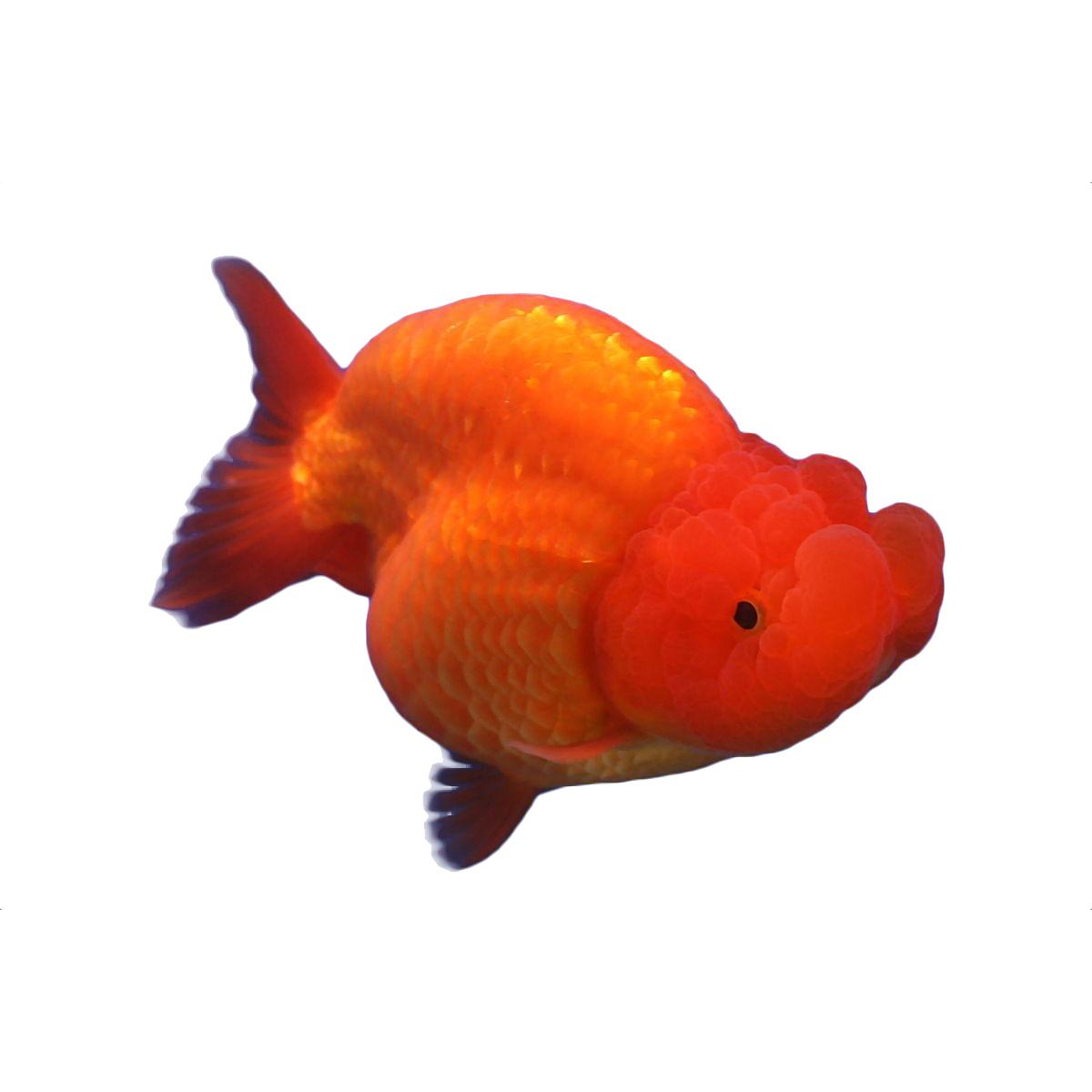 Assorted Ranchu Fish 5cm