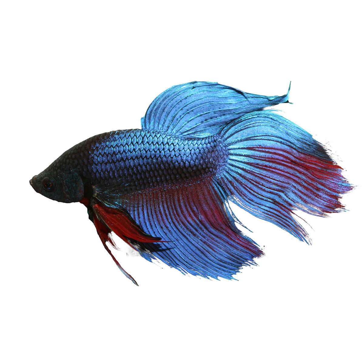 Assorted Male Betta Fish 6cm