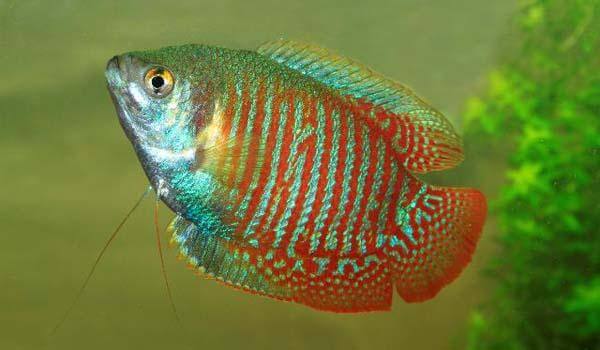 Male Dwarf Gourami Fish 4.5cm