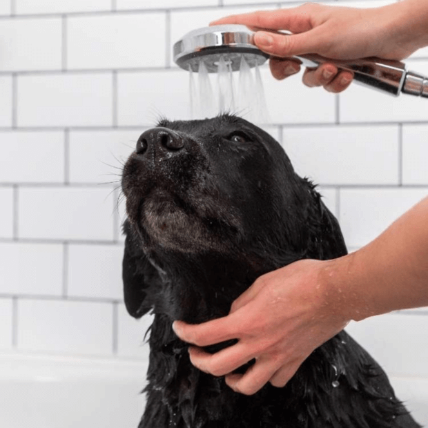 Field Day Sparkle & Shine Soothing and Conditioning Dog Shampoo 500ml