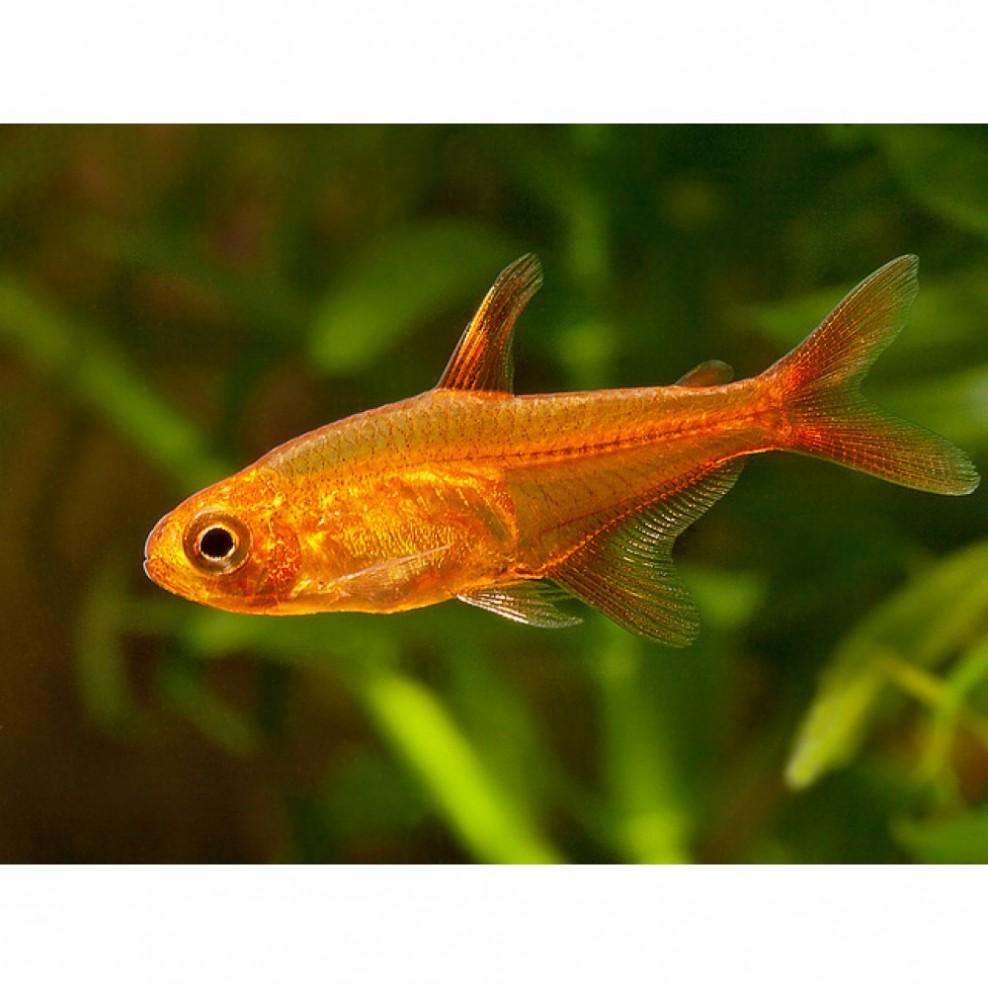 Fire / Ember Tetra Fish 2cm