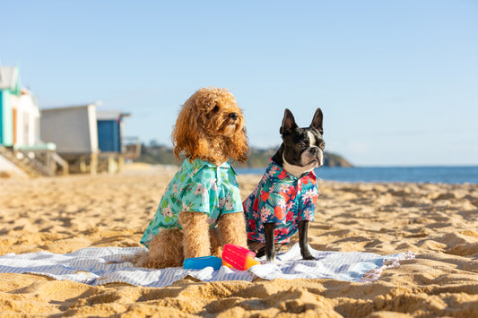 12 Summer Activities for You and Your Dog