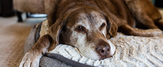 The Signs of Dog Anxiety and Treatments