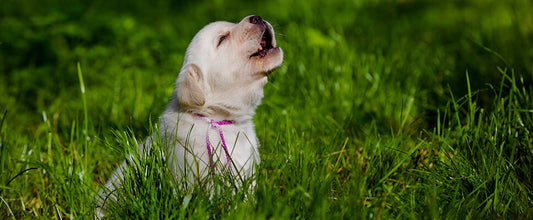 How to Stop Your Dog Barking
