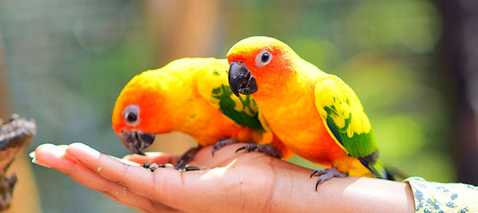 How to Choose a Bird Cage