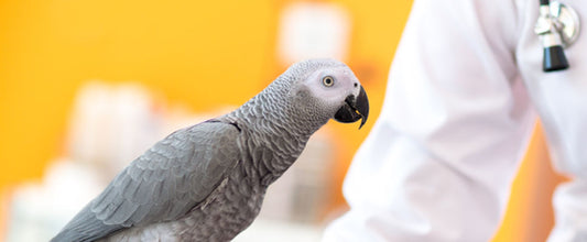 Bird Worming & Vet Care: When to See a Vet