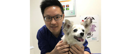 Bladder Stones in Dogs: Urolithiasis