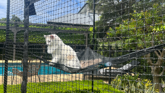 5 Benefits of Cat Enclosures