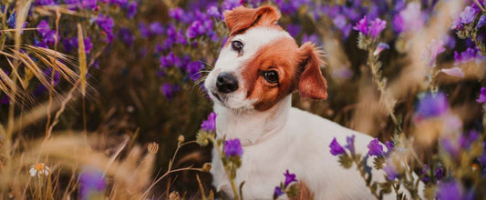 These Essential Oils are Toxic to Dogs. Is Your Pet in Danger?