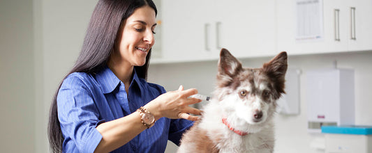 Dog Blood Donation: Dogs Giving Blood to Save Lives