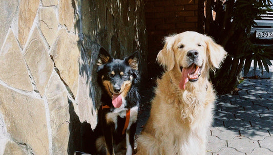 Should I Adopt a Bonded Pair?