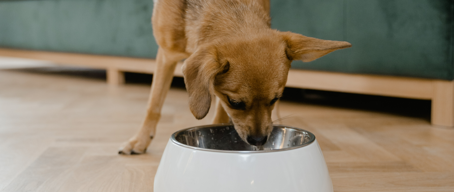 How to Transition Your Pet to a New Food