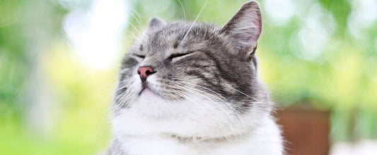 Heartworm symptoms in cats and how to prevent them