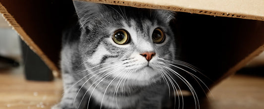 Common Cat Behaviour Issues