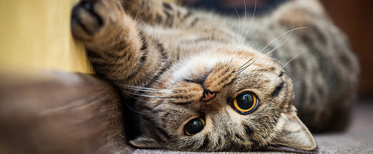 Cat Care Guide