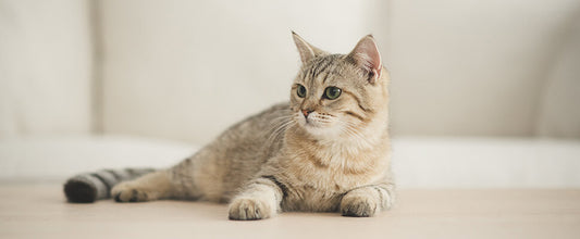 How to Choose Cat Litter