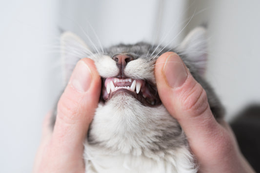 Dental Disease in Cats: Signs and Treatment