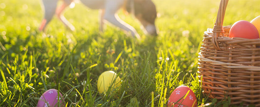 Easter Dog Treats & How to Recognise Chocolate Toxicity