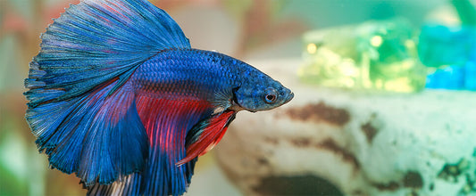 How To Choose A Pet Fish
