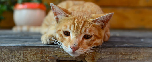 Dehydration in Cats: Signs & Symptoms
