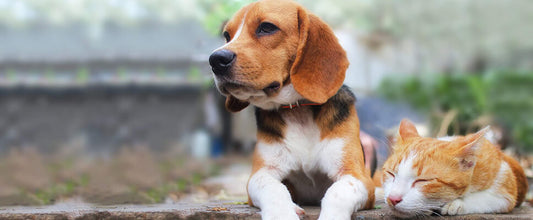 De-sexing your Dog or Cat: the Facts and Procedure