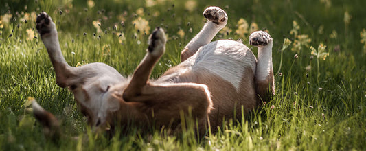 Does My Dog Have Skin Allergies?