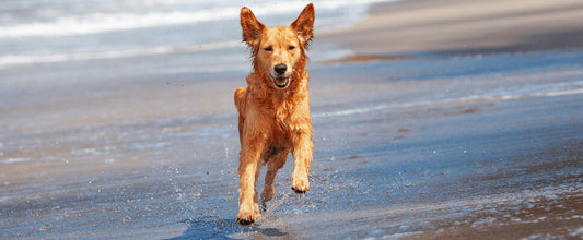 Dog Beach Safety