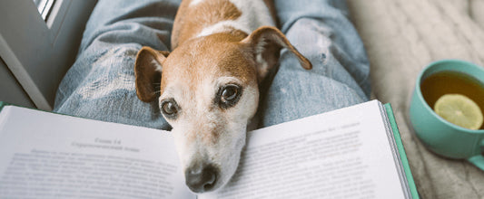 5 Ways Dogs Aid Your Mental and Physical Health